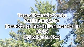 Trees of Riverside County Pacific DouglasFir Pseudotsuga menziesii var menziesii 6424 [upl. by Nylirehs]