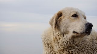 Golden Retriever Behavior Explained  Understand Your Pup [upl. by Dat136]