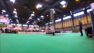 Crufts 2015 BASC Gundog Scurry Demo [upl. by Vardon]