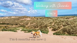 Walking on the beach with Chowski Puppy  Dog friendly beach in Scotland [upl. by Rooney]