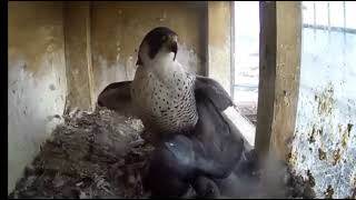 Peregrine Falcon Kills Pigeons That Break into its Nest No Sound [upl. by Ydolem]