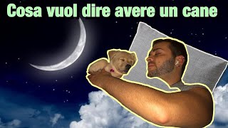 COSA VUOL DIRE AVERE UN CANE VANTAGGI E SVANTAGGI [upl. by Trout857]