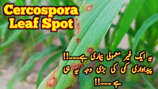 Pearl Millet Diseases  Cercospora leaf spot  Millet Crops  bajry ki fasal  kisanpoint13 [upl. by Naivaf804]