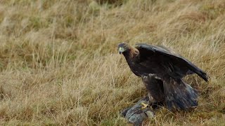 The Incredible Hunting Techniques of Eagles  Natural World Super Powered Eagles  BBC Earth [upl. by Sabino]