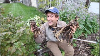 First Time Harvesting Horseradish After 140 Days of Growing How did we do [upl. by Arym952]