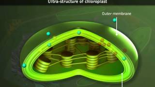 Chloroplasts  Structure [upl. by Orban]