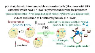 Inducible protein overexpression in bacteria with the T7 expression system [upl. by Atikahs50]