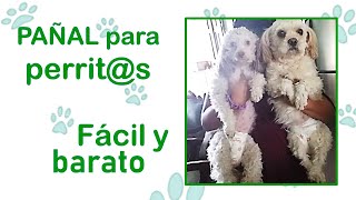 Consigue fácil y barato pañal para perroscolocación [upl. by Nesrac]