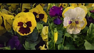 pansy flower plant [upl. by Itsirc]