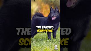 3 Fun Facts About The Schipperke Dog shorts dogfacts schipperke dogbreed [upl. by Ylus]