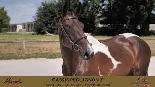 5 CASSIS PEGUIGNON Z [upl. by Veda]