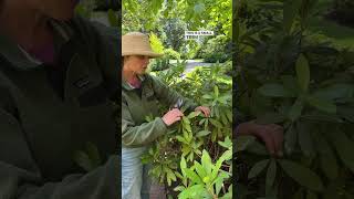 How To Prune A Rhododendron A Little Bit To Keep Its Shape And Looking Good [upl. by Llehsyar729]