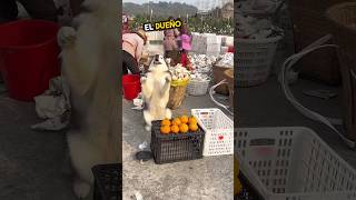 Este perro trabajaba en lugar de su dueñoporque❤️ [upl. by Combs]