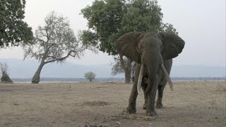 Boswell the Greatest Tusker of Mana Pools [upl. by Annabel]