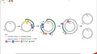 CH450 Chapter 95 Mitochondrial DNA Replication [upl. by Treva]