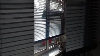 WARNING ABOUT HILLARYS BLINDS REVIEW [upl. by Ruford356]