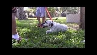 Aggressive Border Collie attacks people MUST SEE THE END longer version [upl. by Setarcos44]