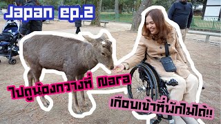 JAPAN VLOG 🇯🇵 EP2 วีลแชร์ต้องได้เที่ยว พาดูน้องกวางที่NARA เกือบจะเข้าที่พักไม่ได้ อิหยังวะ [upl. by Gwenore878]