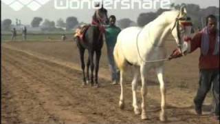 marwari horsepunjab nukra horse race punjab [upl. by Keelia]