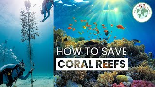 Saving Coral Reefs  Coral Restoration Foundation [upl. by Chenay277]