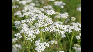 Achillea [upl. by Ayenet]