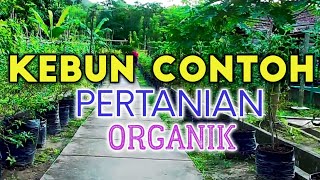 CONTOH KONSEP KEBUN ORGANIK [upl. by Delilah]