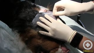 Treating a Canines Head Abscess Part 1 Prep Drain Flush [upl. by Herta]