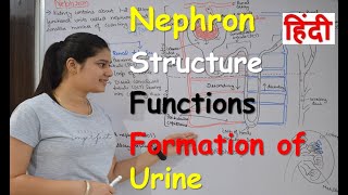 Nephron in Hindi  Structure  Functions  Urine formation  RajNEET Medical Education [upl. by Alded]