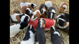 Guinea pigs go crazy for water melon [upl. by Aisel659]