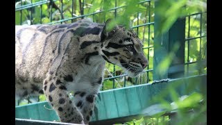 Nevelpanter  Nebelparder  Clouded leopard  ZOO Duisburg [upl. by Allis]