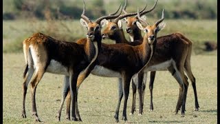 Black lechwe in Zambia [upl. by Eidnar]