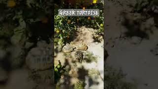 GREEK TORTOISE [upl. by Proudman456]