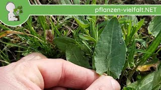 WiesenSauerampfer  Erste Boten  050418 Rumex acetosa  WildpflanzenBestimmung [upl. by Edee889]