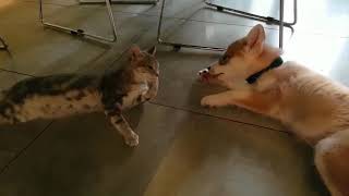 Do Pomsky Puppies Get on With Cats [upl. by Enaenaj652]