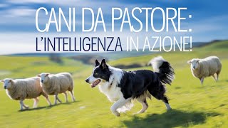 I Migliori Cani da Pastore Intelligenza Forza e Dedizione al Lavoro CaniDaPastore CaniDaLavoro [upl. by Lody]