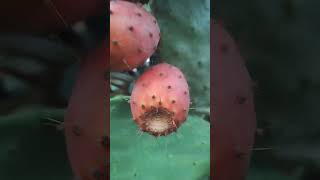 Cactus fruit almost ready abundance livinginspain pricklypear [upl. by Heaps]