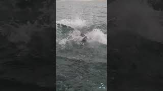 Great White Breaching Next To Beach [upl. by Eeliram]