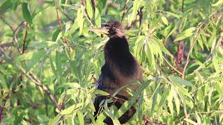 American Anhinga Calling  Canon EOS M50  Tamron 150600mm G2 [upl. by Malsi596]