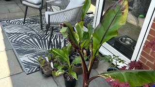 Growing 5 Banana Varieties In A UK Tropical Garden Hiniba Montbeliardii Maurelli Sikemensis Musa [upl. by Taryn]