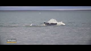 Spitsbergen The Wildlife Capital of the Arctic [upl. by Ordisi395]