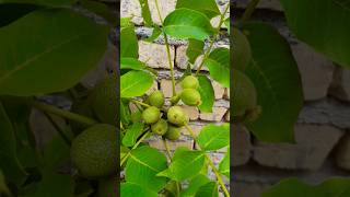 How to grow a walnut tree from seed [upl. by Fellner]