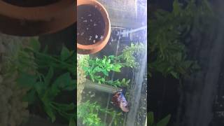 Plakat betta fish bettafish fish shortvideo shorts petsman [upl. by Meyers464]