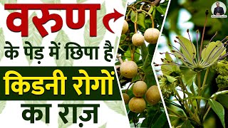 वरुण के पेड़ में छिपा है किडनी रोगों का राज़ Varuna Tree  Herb Uses and Benefits for Kidney Disease [upl. by Odranreb]