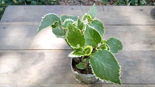 How to propagate acalypha wilkesiana or copperleaf plant and care [upl. by Haggar538]