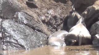 Wildebeest Migration  AMAZING Maasai Mara Kenya [upl. by Nohtahoj]