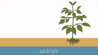 Introduction to Photosynthesis [upl. by Eserrehs]