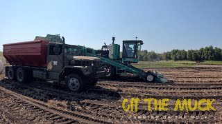 3rd week of onion harvest ☀️😎 [upl. by Blanding934]