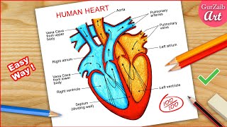 How to Draw Human Heart Diagram Drawing  easy way  Step by step [upl. by Yrrag]