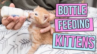 How to Safely Bottle Feed a Kitten [upl. by Alliuqahs]