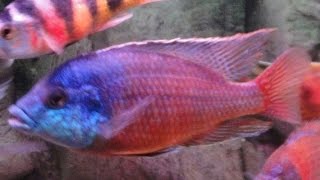 Protomelas Taeniolatus Super Red Empress African Cichlid Malawi [upl. by Atsirtal]